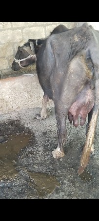 5  દીવસ માં વ્યાસે