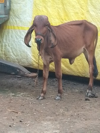 વાંસળી દેવાની છે મફત