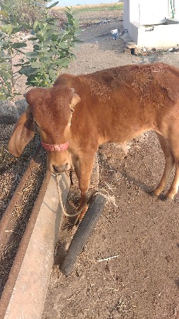 સુવર્ણ કપિલા