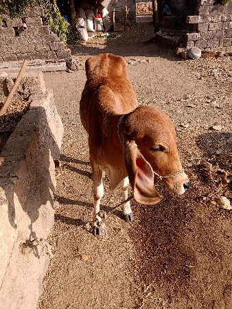 હોળકી વેચવાની છે