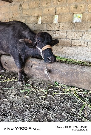 थंबनेल 2