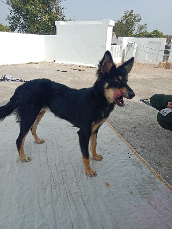 જર્મન શેફર્ડ ફિમેળ વેચવાની છે.