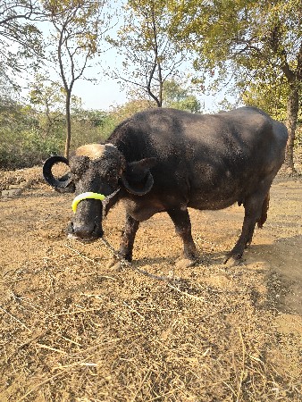 थंबनेल 2