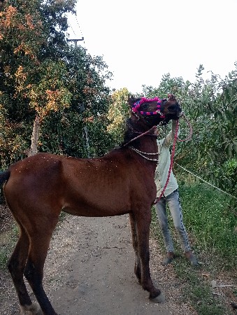 થંબનેલ 2