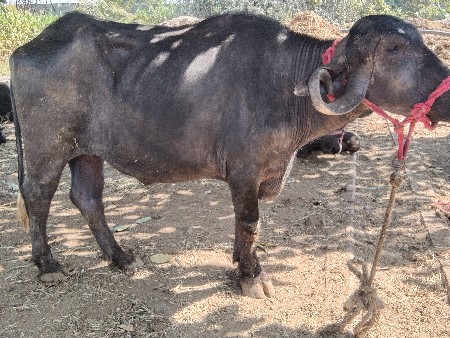 थंबनेल 3