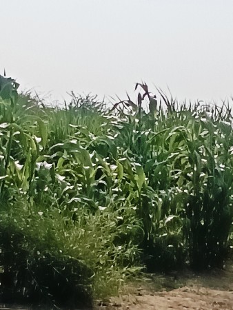 દેવાત ભાઈ