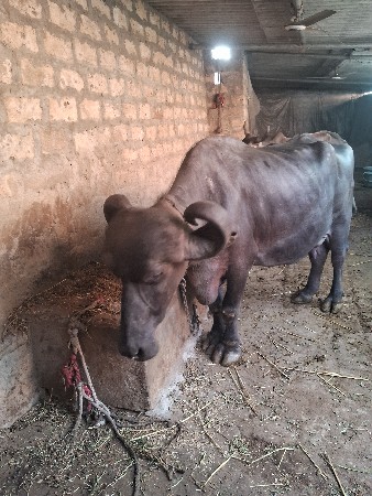 ભેસ વેસવાનિ છે 3વેતર પારૂમાથેકપલીટ