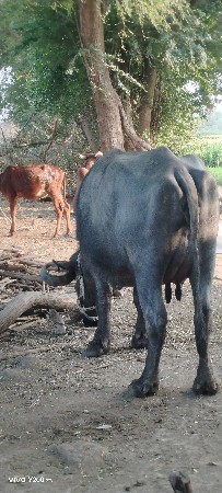 थंबनेल 3