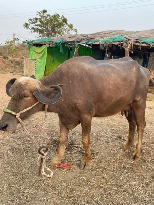 ભેંસ વેચવાની છે