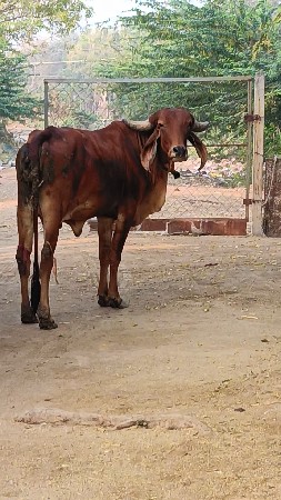 ગાય વેસવાનિ સે પેલું વેતર સે