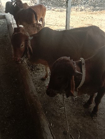 थंबनेल 3