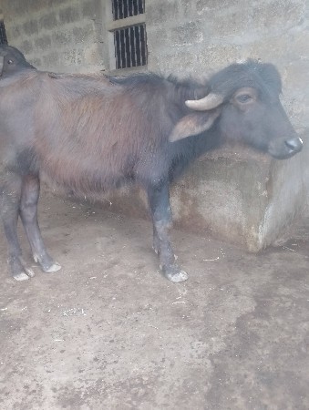 થંબનેલ 3