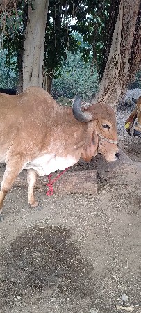 દેશી ગાય વેચવાની છે.  3 ત્રીજું વેત