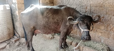 ભેંશ વેશવાની બિજુવેતરબેમયનાનિ