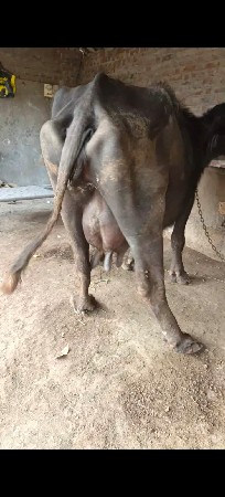 थंबनेल 2