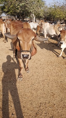 थंबनेल 2