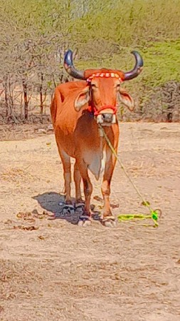 થંબનેલ 2