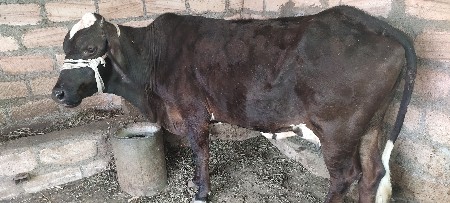 ગાય વેચવાનિ છે