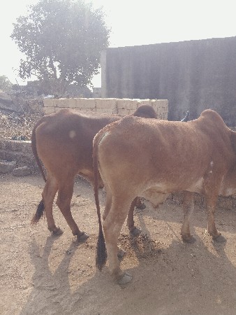 थंबनेल 3