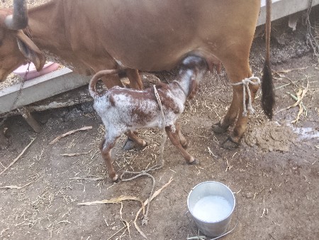 थंबनेल 4