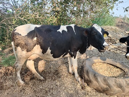 थंबनेल 3