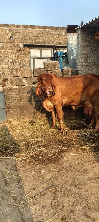 थंबनेल 3