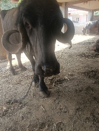 ભેંસ વેચવાની છે