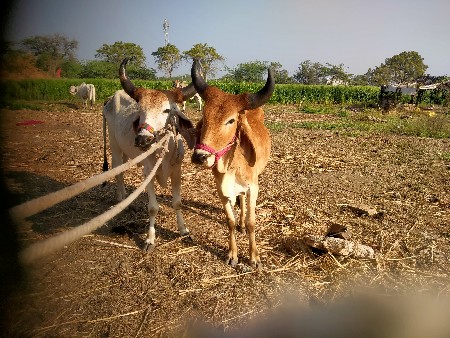 17000 kimat Godhara chalu complete