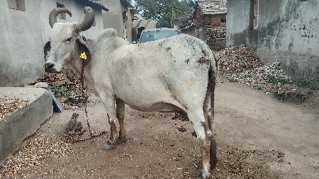 લીરડી ગાય વેતર ઉપર