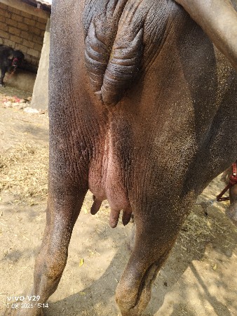 ભેસવેસવાની