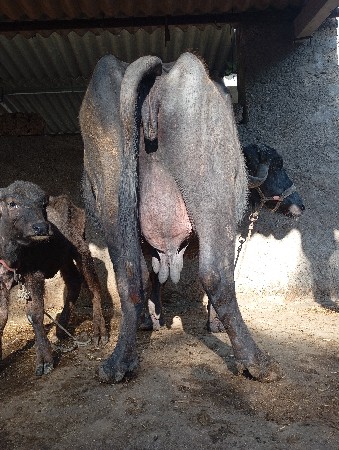 ભેસ વેસવાની છે