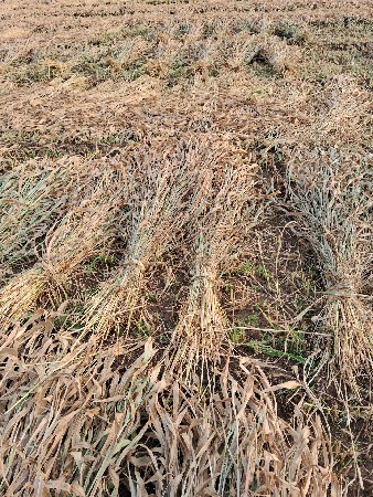 નિરણ વેચવા ની છે