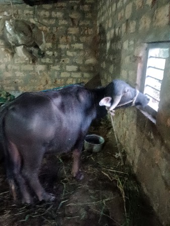 પાડો વેચવાનો છે