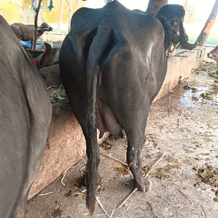 थंबनेल 3