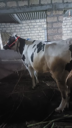 hf gay પેલા વેતર મા