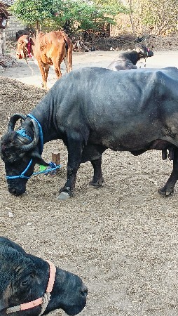 ભેંસ વેચવાની છે