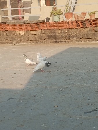 3 નગ છે એક જોઙી એક નર