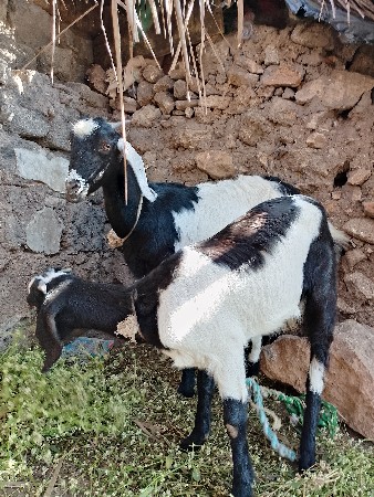 વિશ્વના શેર