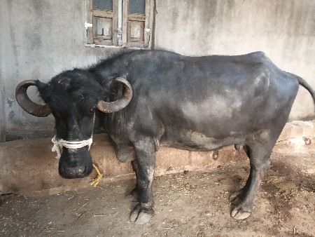 थंबनेल 2