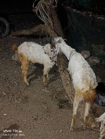 થંબનેલ 3