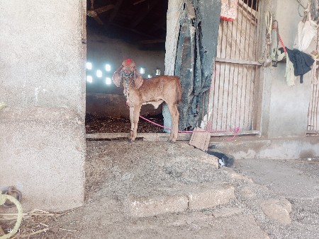 ગાય વાછરડી આપવા ની છે