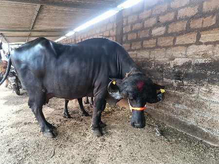 थंबनेल 3