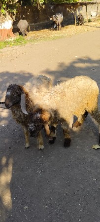 બે ઘેટા વેચવાના છે