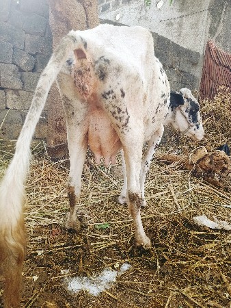 એચ. એફ. ગાય વેચવાની છે