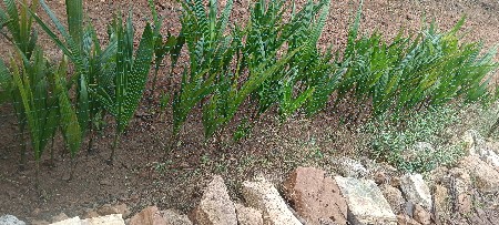 વેચવાના છે