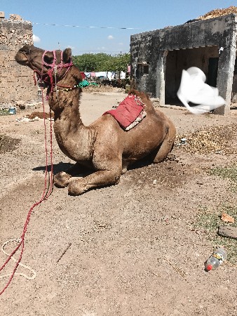 વેંચવાનો છે