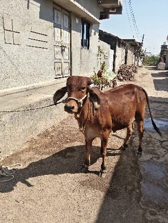 વેચવાની છે