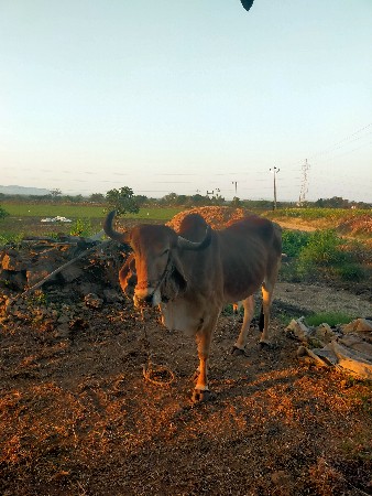 थंबनेल 3