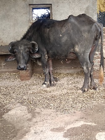 ખડાઈ વેચવા ની છે