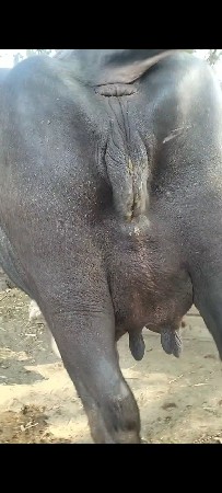 ભેંસ વેચવાની છે